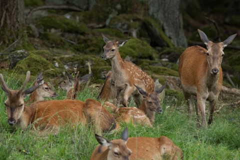 Red deer (Cervus elaphus)