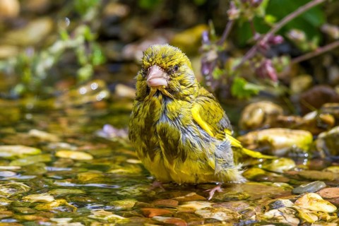 Greenfinch - male in a stream (Carduelis chloris)