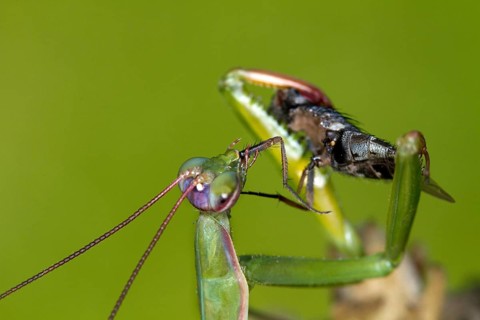 Praying mantis - eats the leg of a captured fly (Mantis religiosa)