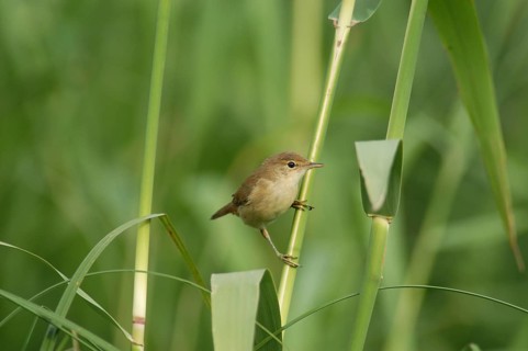 Reed Warbler (Acrocephalus scirpaceus)