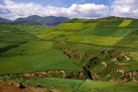 Rape field