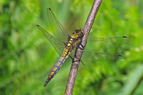 Black-tailed Skimmer, female (Orthetrum cancellatum)