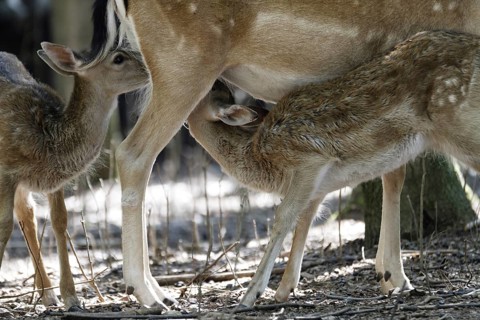 Fallow deer (Dama dama)