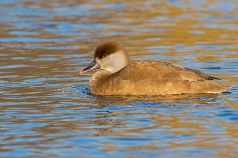 Red-crested Pochard, (Netta rufina), Red-crested Pochard swimming in water, Duck family, Ducks,