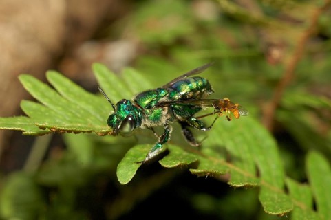 Magnificent bee is attacked by Stingless bee (Euglossa sp. and Tetragonisca angustula)