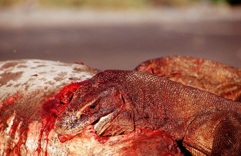 Komodo dragons eat dead dolphin, Varanus komodoensis, Rinca, Komodo National Park, Indonesia, Asia