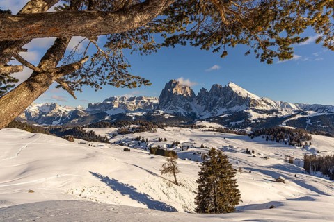 Alpe di Siusi at the Contrin hut, Alpe di Siusi, South Tyrol, Italy, Europe