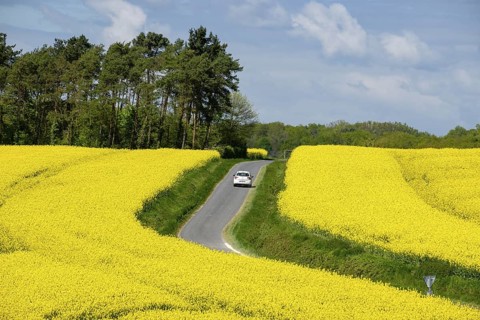 Road over rapeseed cultivation in spring, Montrésor, Indre-et-Loire department, France, Western