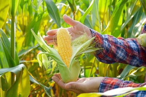 Harvest ready unwrapped corn cobs in farmer's hands