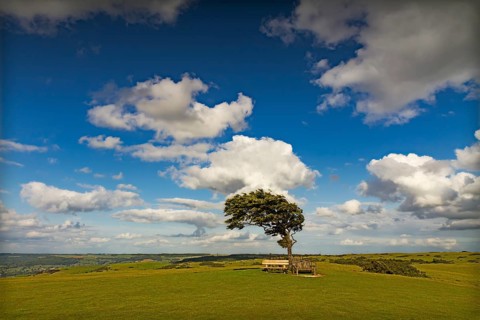 Tree with sun at Cleeve Hill on a windy day, Cotswolds, England, United Kingdom, Europe