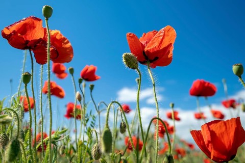Red poppy flowers and blue sky at summer time close-up
