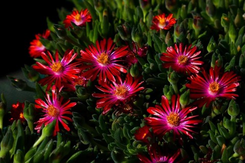 Midday flower