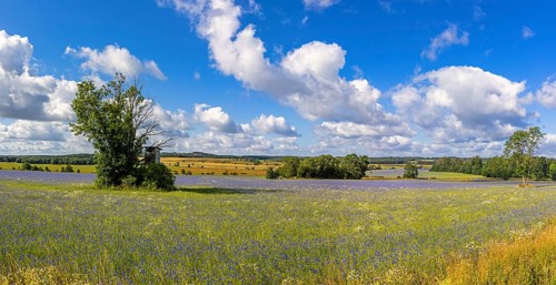 Flowering meadows Selketal Harz near Stiege