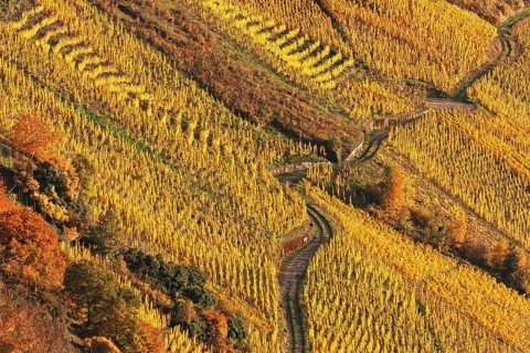 Vineyard in autumn foliage at the river Moselle near Traben-Tarbach and Kröv, in