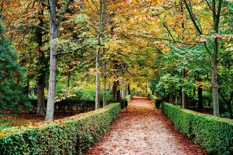 Scene of the Buen Retiro Park in Madrid during the fall with vibrant colors and the paths covered