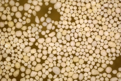 Microplastic balls in the water