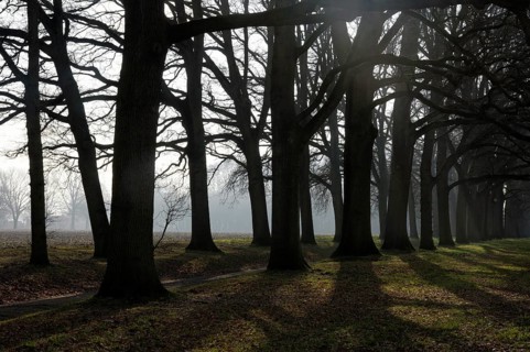 Lane of beeches on the manorial estate den Bramel near Vorden in the Dutch region Achterhoek