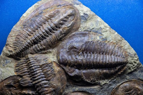 A picture of Trilobites Fossils at the Natural History Museum of Oslo