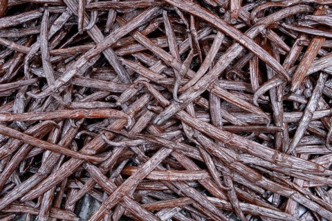 Vanilla (vanilla) fermented pods, Indian Ocean, island, Mauritius, Africa