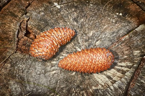 Two Fir Cones on the Stump Varna, Bulgaria, Europe