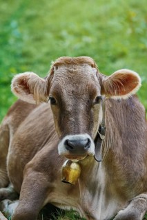 Portrait of Dairy Cattle in the Traditional Pasture Bolsternang, Germany, Europe