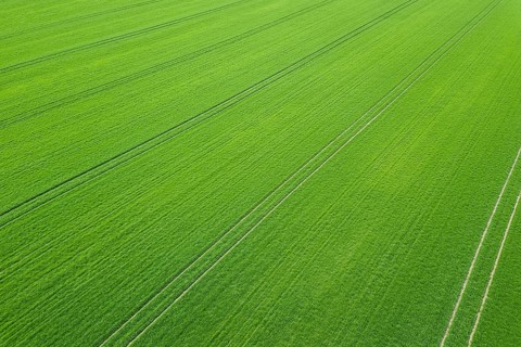 Green field spring season. Aerial view. Wheat