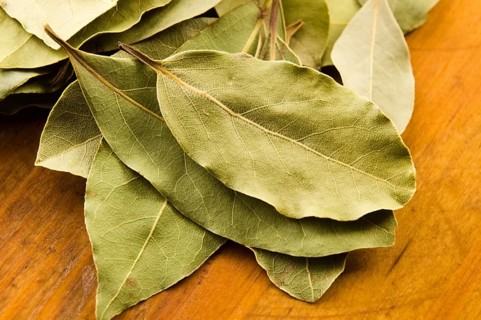 Bay leafs, lodz, poland