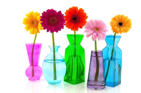 Colorful Gerber flowers in glass modern vases