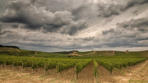 Vineyards in Tuscany under a dramatic cloudy sky