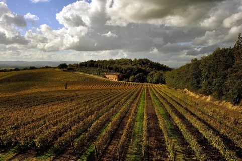 Autum paints the vineyards with yellow and red tones
