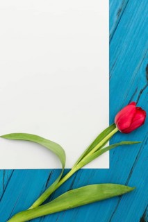 One red tulip and sheet of paper for your greetings on the background of blue wooden board