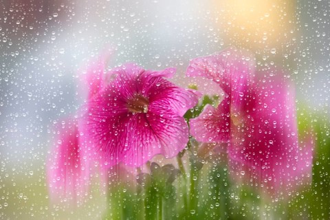 Beautiful petunia blossoms blurred through glass with raindrops