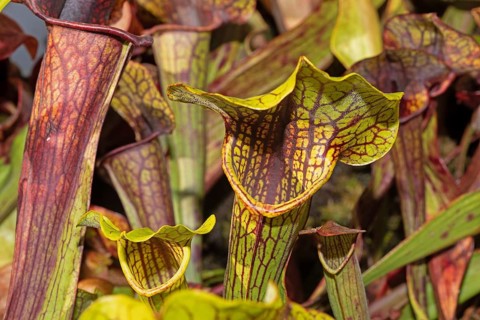 Venus flytrap green-brown trap leaves next to each other