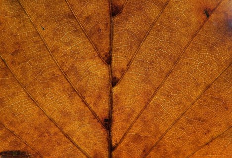 Full frame close up of an orange brown autumn leaf showing veins and cells