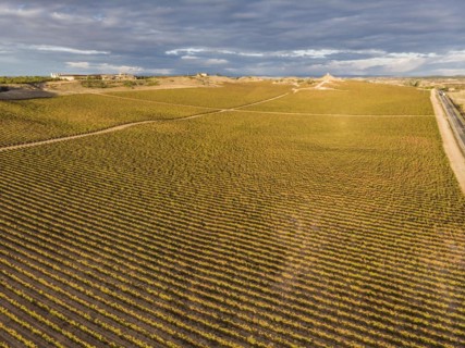 Field of vines, Aranda de Duero, Burgos province, Spain, Europe