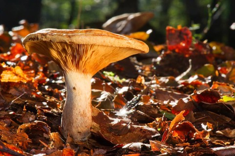 Mushroom growing between the autumn leafs