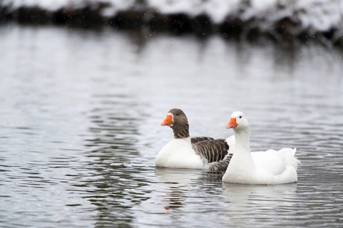 Swimming wild gees in snow
