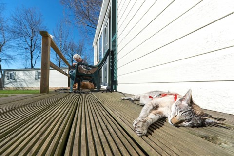 Cat on vacation in a holiday home