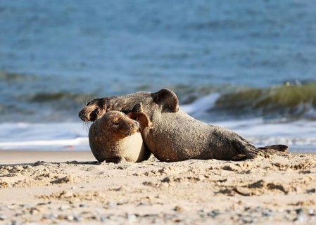 Grey seal (Halichoerus grypus), Heligoland, Schleswig-Holstein, Germany, Europe