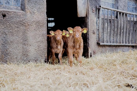 Calves in a barn in northern Germany, 2019