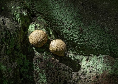 Small mushrooms on the hill