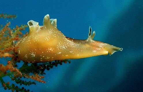 Small spotted lumpfish, Aplysia rosea, Croatia, Istria, Mediterranean Sea, Europe