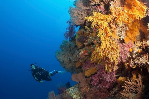 Diver and coral reef, Osprey Reef, Coral Sea, Australia, Oceania