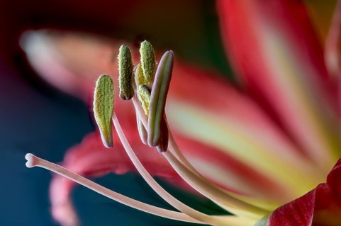 Hippeastrum hybrid, amaryllis, flower, close-up (Hippeastrum, Flos)