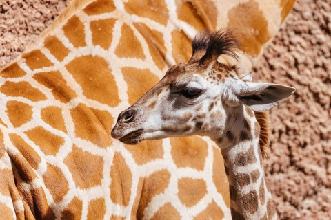 Giraffe in captivity in a zoo in Australia
