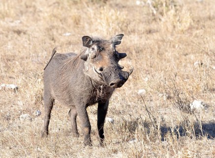 A warthog (phacochoerus aethiopicus) in the Kruger Park, South Africa, Africa