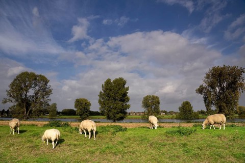 Sheep on a dike along the river Maas near the Dutch village Cuijk