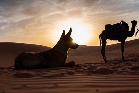 Dog and camel at the desert during sunset with blue and yellow sky, Morocco, Africa
