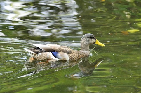 A beautiful duck swimming in a pole