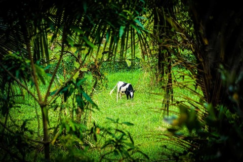 Cattle standing in Sri Lanka of grassland. Shooting Location: Sri Lanka